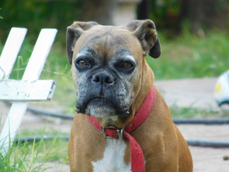 Boxer dog looking at the camera with a sad expression on his faceの写真素材