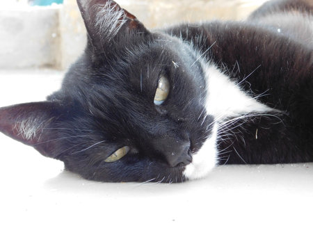 black and white cat lying on the floor, closeup of photoの写真素材
