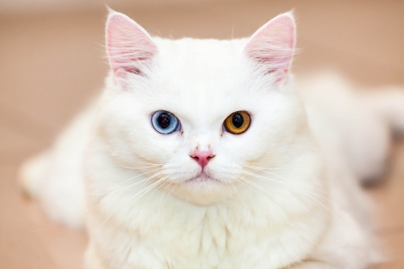 Little cat with eye 2 colorsの写真素材