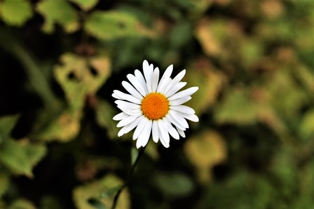 Beautiful summer white chamomile flower background.の写真素材