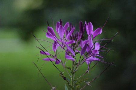 Beautiful summer purple flower on green bokeh backgroundの写真素材
