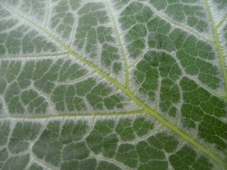 dark green and white Leafの写真素材