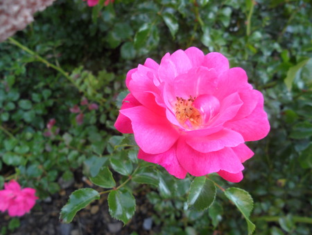 Close-up Beautiful pink roseの写真素材