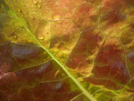 Background Of Red Cross Lettuce Leafの写真素材