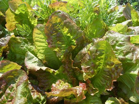 Red Cross Lettuce in gardenの写真素材