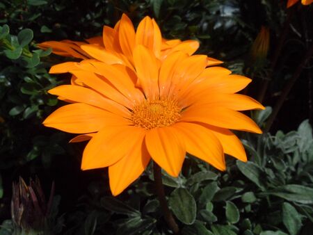 Close-up Orange Gazania rigensの写真素材