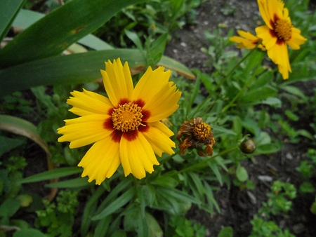 beautiful yellow Daisy in gardenの写真素材