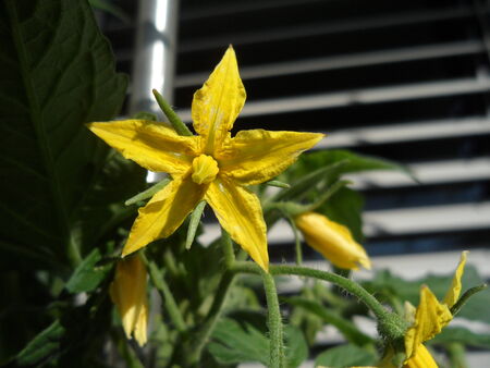 Close-up flowers of the tomatoの写真素材