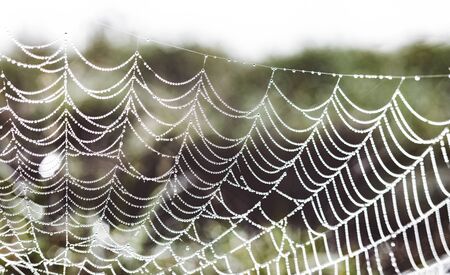 Early morning dew water droplets clinging to a spiders web in rural South Africaの写真素材
