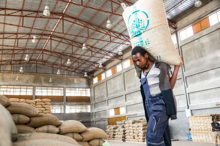 Addis Ababa, Ethiopia - January 30 2014: Men stacking large bags of coffee beans in a warehouseのeditorial素材
