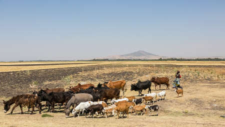 Addis Ababa, Ethiopia, January 30, 2014, Man and his herd of goats, cows and donkeysのeditorial素材