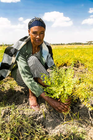 Addis Ababa, Ethiopia - January 30 2014: Female Chickpea farmer inspecting her crop fields