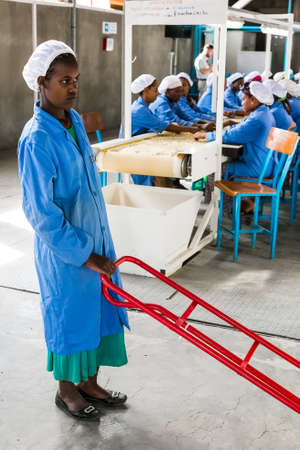 Addis Ababa, Ethiopia - January 30 2014: Raw Coffee Bean sorting and processing in a factoryのeditorial素材