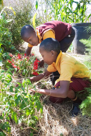 Johannesburg, South Africa - April 29 2009: School children learning about agriculture and farmingのeditorial素材
