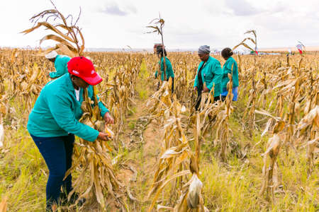Witbank, South Africa - May 26 2016: Commercial Maize Farming in Africa