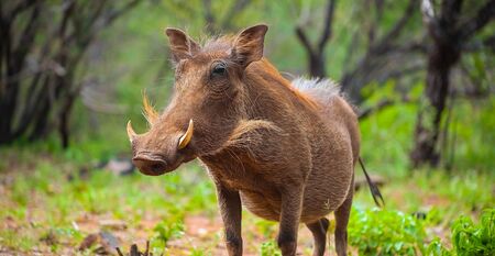 Close up of a wild African Warthog in a South African game reserveの写真素材