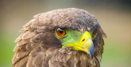 Close up macro of a brown eagle with a green and yellow beakの写真素材