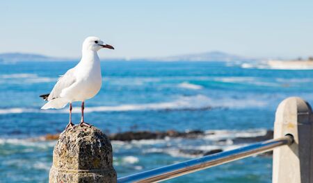 Close up view of a Seagull in Sea Point Cape Town South Africaの写真素材