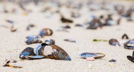 Empty Mussel shells washed up on a beach on the Western seaboard of Cape Town South Africa