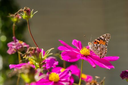 Close up of a orange butterfly on a pink flower in Springの写真素材