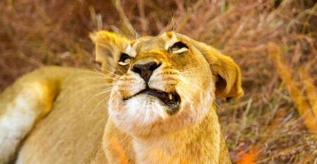 African Lion hiding in long grass in a South African Game Reserveの写真素材