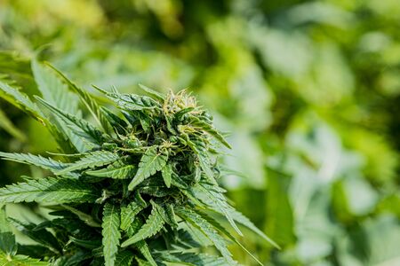 Home Grown Medical Marijuana Cannabis plant growing outdoors on a sunny dayの写真素材