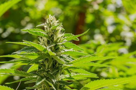 Close up of Cannabis plant on a sunny day with white hairs