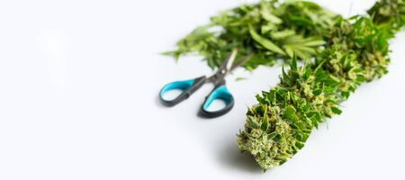 Close up Macro of freshly harvested Cannabis Medical Marijuana on a white backgroundの写真素材