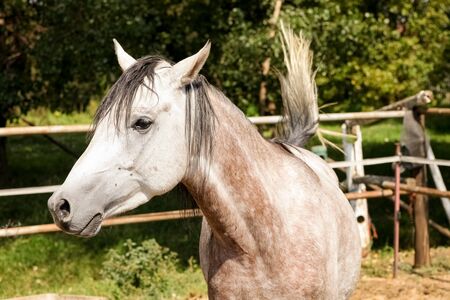 Young white grey horse in a fenced paddock on a country estateの写真素材