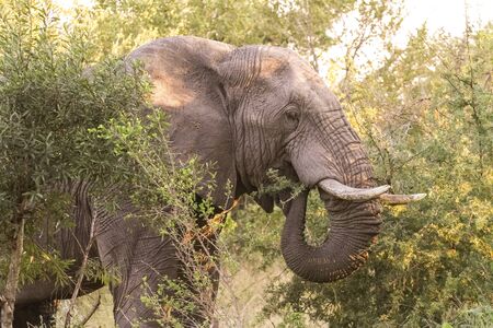 Large Adult African Elephants on Safari in South African game reserveの写真素材