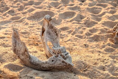 Skeleton of dead animal on Safari in South African game reserve