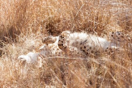 Photographed on safari in a South African game reserve. Notice the Cheetah has a tracking collar around its neck - used for conservation purposesの写真素材