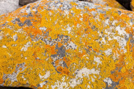 Orange Lichen covered boulders and rocks on the Atlantic Coast of Cape Town South Africaの写真素材