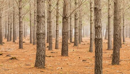 Pine Forest Plantation on a misty morning in Tokai Cape Town, South Africaの写真素材