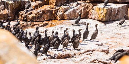 A flock of Cape cormorant black aquatic sea birds on the coast of False Bay, Cape Town South Africaの写真素材