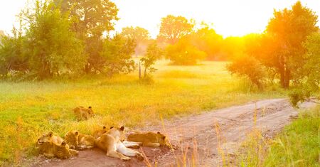 A pride of African Lions on a dirt road in a South African wildlife game reserve, female lioness and...