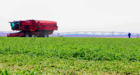 Johannesburg, South Africa - October 27 2010: Commercial Pea Farming with a Combine Harvesterのeditorial素材