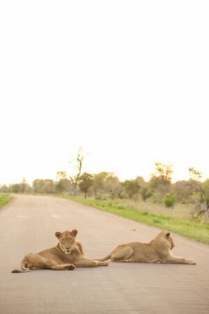 African Lions in a road in a South African Game Reserveの写真素材
