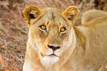 Close up of a female African Lion hiding in the long grassの写真素材
