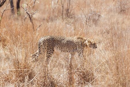 Photographed on safari in a South African game reserve. Notice the Cheetah has a tracking collar around its neck - used for conservation purposesの写真素材