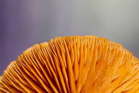 Close-up Common Rustgill Mushrooms in a Pine Forest Plantation in Tokai Forest Cape Townの写真素材