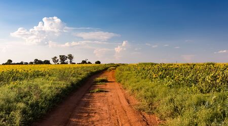 Small scale sunflower seed farm in the Highveld region of South Africaの写真素材