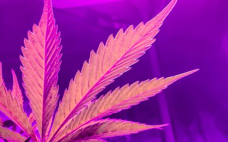 Soft Focus close-up of Indoor Cannabis growing Pink and Purple leaves in a reflective tentの写真素材