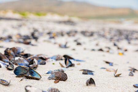 Empty Mussel shells washed up on a beach on the Western seaboard of Cape Town South Africaの写真素材