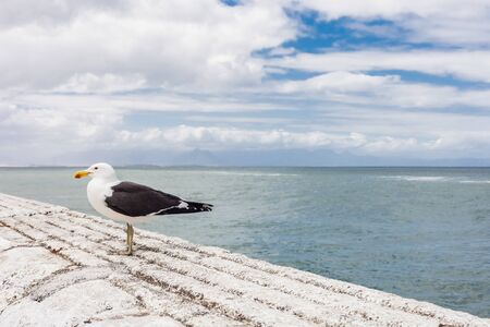 Close up Seagull sitting on a harbour wall in Cape Town South Africaの写真素材