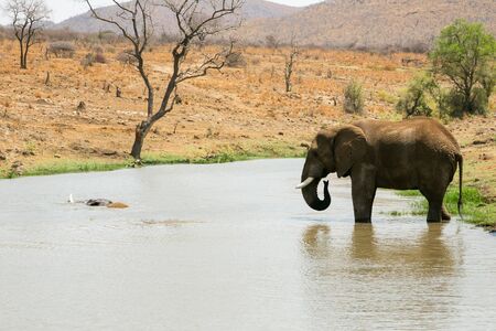 Large Adult African Elephants on Safari in South African game reserveの写真素材