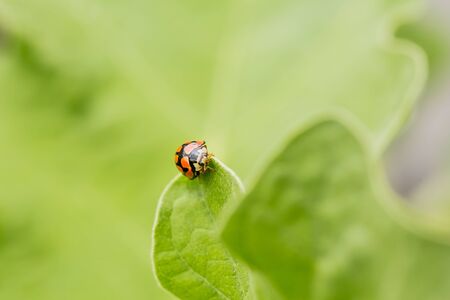 Macro close up of an orange Ladybug beetle on a bright green leaf