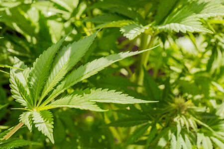 Cannabis Home Grown Medical Marijuana Leaf of a growing plant