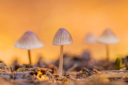 Close-up Mycena Mushrooms in a Pine Forest Plantation in Tokai Forest Cape Townの写真素材