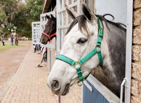 Horses heads poking out of stable doors on a country estateの写真素材